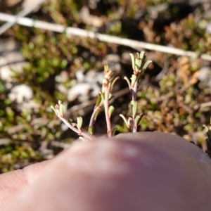 Pultenaea microphylla at Souths TSR on Mountain Ash Road - 18 Jun 2024