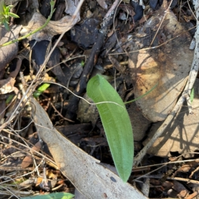 Glossodia major (Wax Lip Orchid) at Bullen Range - 19 Jun 2024 by nathkay