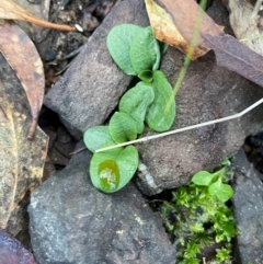 Pterostylis sp. (A Greenhood) at Bullen Range - 19 Jun 2024 by nathkay