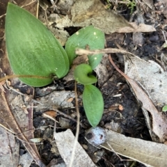 Eriochilus sp. (A Bunny Orchid) at Bullen Range - 19 Jun 2024 by nathkay