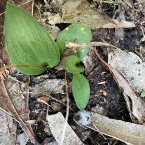 Eriochilus sp. at Bullen Range - suppressed