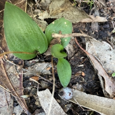 Eriochilus sp. (A Bunny Orchid) at Bullen Range - 19 Jun 2024 by nathkay