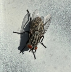 Sarcophagidae sp. (family) (Unidentified flesh fly) at Mount Ainslie - 14 May 2024 by Pirom