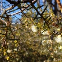 Acacia genistifolia (Early Wattle) at Goulburn Mulwaree Council - 18 Jun 2024 by RobG1