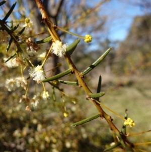 Acacia genistifolia at Souths TSR on Mountain Ash Road - 18 Jun 2024