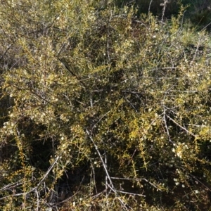 Acacia genistifolia at Souths TSR on Mountain Ash Road - 18 Jun 2024