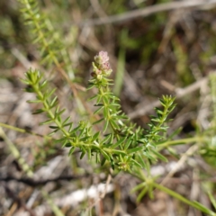 Asperula conferta (Common Woodruff) at Souths TSR on Mountain Ash Road - 18 Jun 2024 by RobG1