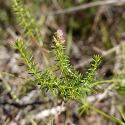 Asperula conferta (Common Woodruff) at Goulburn Mulwaree Council - 18 Jun 2024 by RobG1