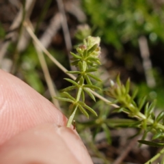 Asperula conferta at Souths TSR on Mountain Ash Road - 18 Jun 2024