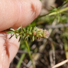 Asperula conferta at Souths TSR on Mountain Ash Road - 18 Jun 2024