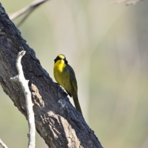 Lichenostomus melanops at Wollondilly Local Government Area - 19 Jun 2024