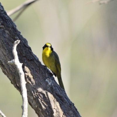 Lichenostomus melanops (Yellow-tufted Honeyeater) at Wollondilly Local Government Area - 19 Jun 2024 by Freebird