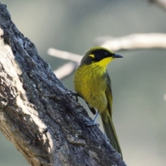 Lichenostomus melanops at Wollondilly Local Government Area - 19 Jun 2024