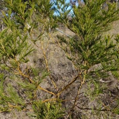 Acacia decurrens (Green Wattle) at Souths TSR on Mountain Ash Road - 18 Jun 2024 by RobG1