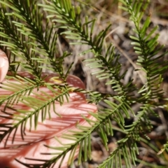 Acacia decurrens at Souths TSR on Mountain Ash Road - 18 Jun 2024