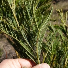 Acacia decurrens at Souths TSR on Mountain Ash Road - 18 Jun 2024 11:30 AM