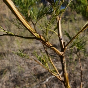 Acacia decurrens at Souths TSR on Mountain Ash Road - 18 Jun 2024 11:30 AM