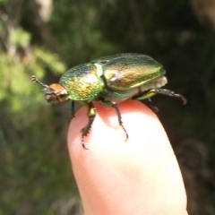Unidentified Scarab beetle (Scarabaeidae) at Freshwater Creek, VIC - 9 Jan 2023 by WendyEM
