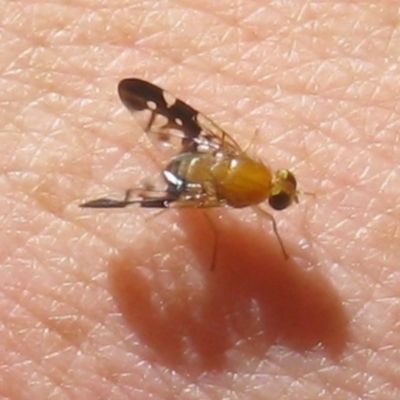 Dirioxa pornia (Island Fly) at WendyM's farm at Freshwater Ck. - 20 Jan 2023 by WendyEM