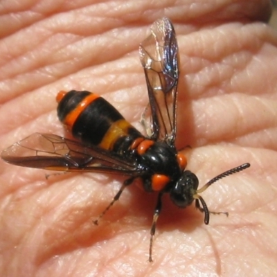 Unidentified Sawfly (Hymenoptera, Symphyta) at Coburg, VIC - 20 Jan 2023 by WendyEM