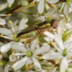 Odontomyia decipiens at Freshwater Creek, VIC - 31 Dec 2022 by WendyEM