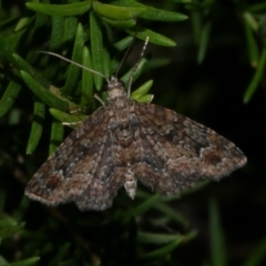 Pasiphilodes testulata (Pome looper) at Freshwater Creek, VIC - 6 Jan 2023 by WendyEM