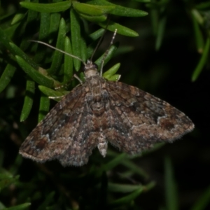 Pasiphilodes testulata at WendyM's farm at Freshwater Ck. - 6 Jan 2023