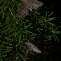 Pasiphilodes testulata at WendyM's farm at Freshwater Ck. - 6 Jan 2023 10:22 PM