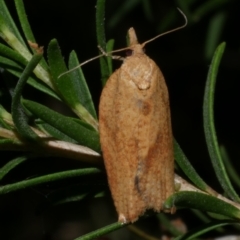Epiphyas postvittana (Light Brown Apple Moth) at WendyM's farm at Freshwater Ck. - 6 Jan 2023 by WendyEM