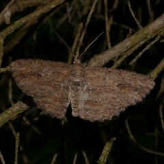 Ectropis excursaria (Common Bark Moth) at Freshwater Creek, VIC - 7 Jan 2023 by WendyEM