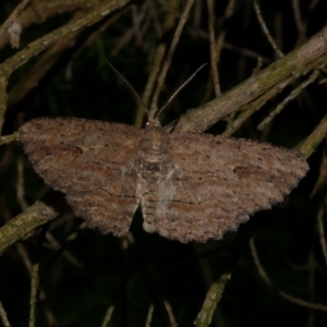 Ectropis excursaria at WendyM's farm at Freshwater Ck. - 7 Jan 2023 10:02 PM