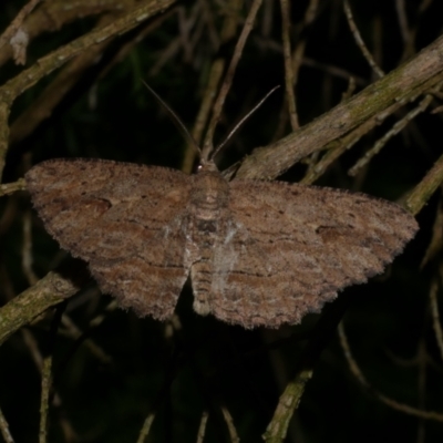 Ectropis excursaria (Common Bark Moth) at Freshwater Creek, VIC - 7 Jan 2023 by WendyEM