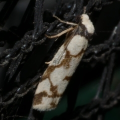 Chiriphe dichotoma (Reticulated Footman) at Freshwater Creek, VIC - 7 Jan 2023 by WendyEM