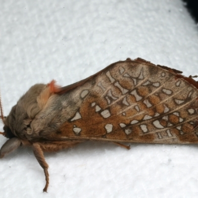 Unidentified Swift and Ghost moth (Hepialidae) at Rosedale, NSW - 2 Jun 2024 by jb2602