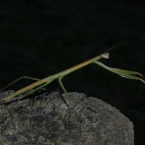 Tenodera australasiae at WendyM's farm at Freshwater Ck. - 7 Jan 2023