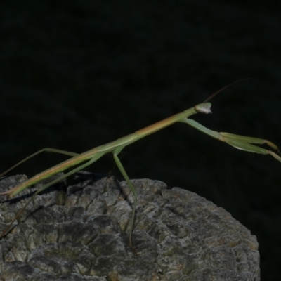 Tenodera australasiae at WendyM's farm at Freshwater Ck. - 7 Jan 2023 by WendyEM