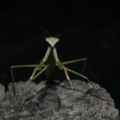 Tenodera australasiae at WendyM's farm at Freshwater Ck. - 7 Jan 2023 06:52 PM