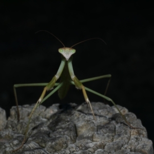 Tenodera australasiae at WendyM's farm at Freshwater Ck. - 7 Jan 2023