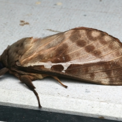 Oxycanus dirempta (Variable Oxycanus) at Rosedale, NSW - 2 Jun 2024 by jb2602