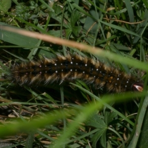 Anthela acuta at WendyM's farm at Freshwater Ck. - 8 Jan 2023 10:00 PM