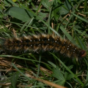 Anthela acuta at WendyM's farm at Freshwater Ck. - 8 Jan 2023 10:00 PM