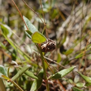 Opercularia hispida at Souths TSR on Mountain Ash Road - 18 Jun 2024