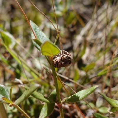 Opercularia hispida (Hairy Stinkweed) at Souths TSR on Mountain Ash Road - 18 Jun 2024 by RobG1