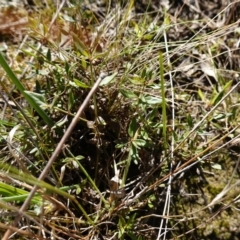 Opercularia hispida at Souths TSR on Mountain Ash Road - 18 Jun 2024