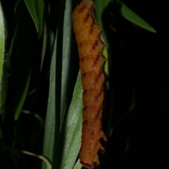 Capusa senilis (Black-banded Wedge-moth) at WendyM's farm at Freshwater Ck. - 8 Jan 2023 by WendyEM