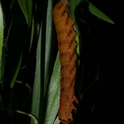 Capusa senilis (Black-banded Wedge-moth) at Freshwater Creek, VIC - 8 Jan 2023 by WendyEM
