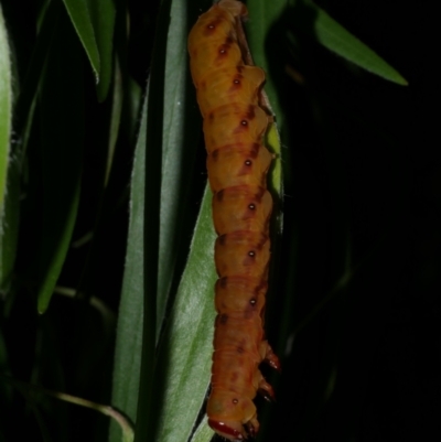 Capusa senilis (Black-banded Wedge-moth) at WendyM's farm at Freshwater Ck. - 8 Jan 2023 by WendyEM