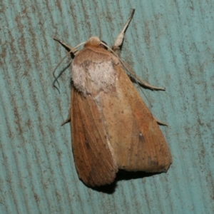 Mythimna (Pseudaletia) convecta at WendyM's farm at Freshwater Ck. - 8 Jan 2023