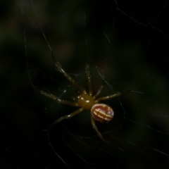 Deliochus zelivira (Messy Leaf Curling Spider) at WendyM's farm at Freshwater Ck. - 8 Jan 2023 by WendyEM