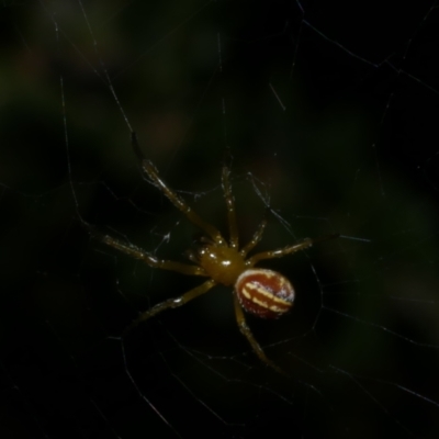 Deliochus zelivira (Messy Leaf Curling Spider) at WendyM's farm at Freshwater Ck. - 8 Jan 2023 by WendyEM